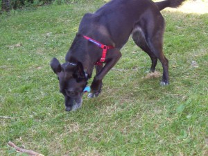 iSniff--7-20-09
