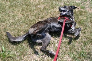 WetGoober--6-15-10