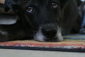 Eyes--4-3-10