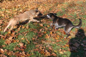 DontEatMe--11-22-12