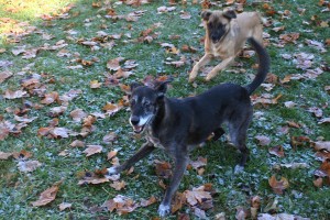 Incoming--11-22-12