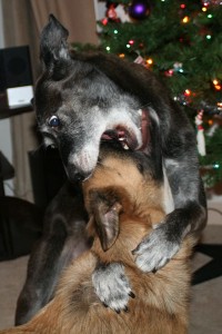 BiteyFace--12-5-12