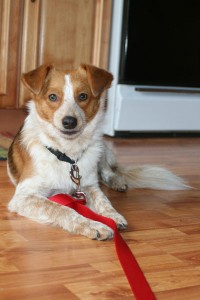 My newest foster.  A lil timid Sheltie mix.