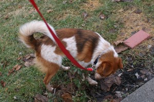 Sometimes something as simple as pottying a dog outside can be a training problem to solve.