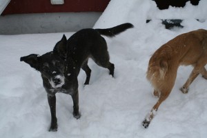 Happy New Year!  Here's to hoping 2013 is a great year for all!