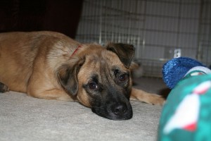 The problem isn't the methodology. It's the mentality of dog owners.