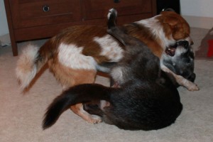 Even the most well-socialized dogs have a limit to what they will tolerate.
