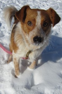 "Pick me!  I'm the cutest little dog EVER!"