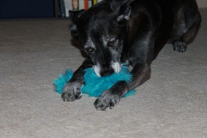 I have a toy. You are now irrelevant.